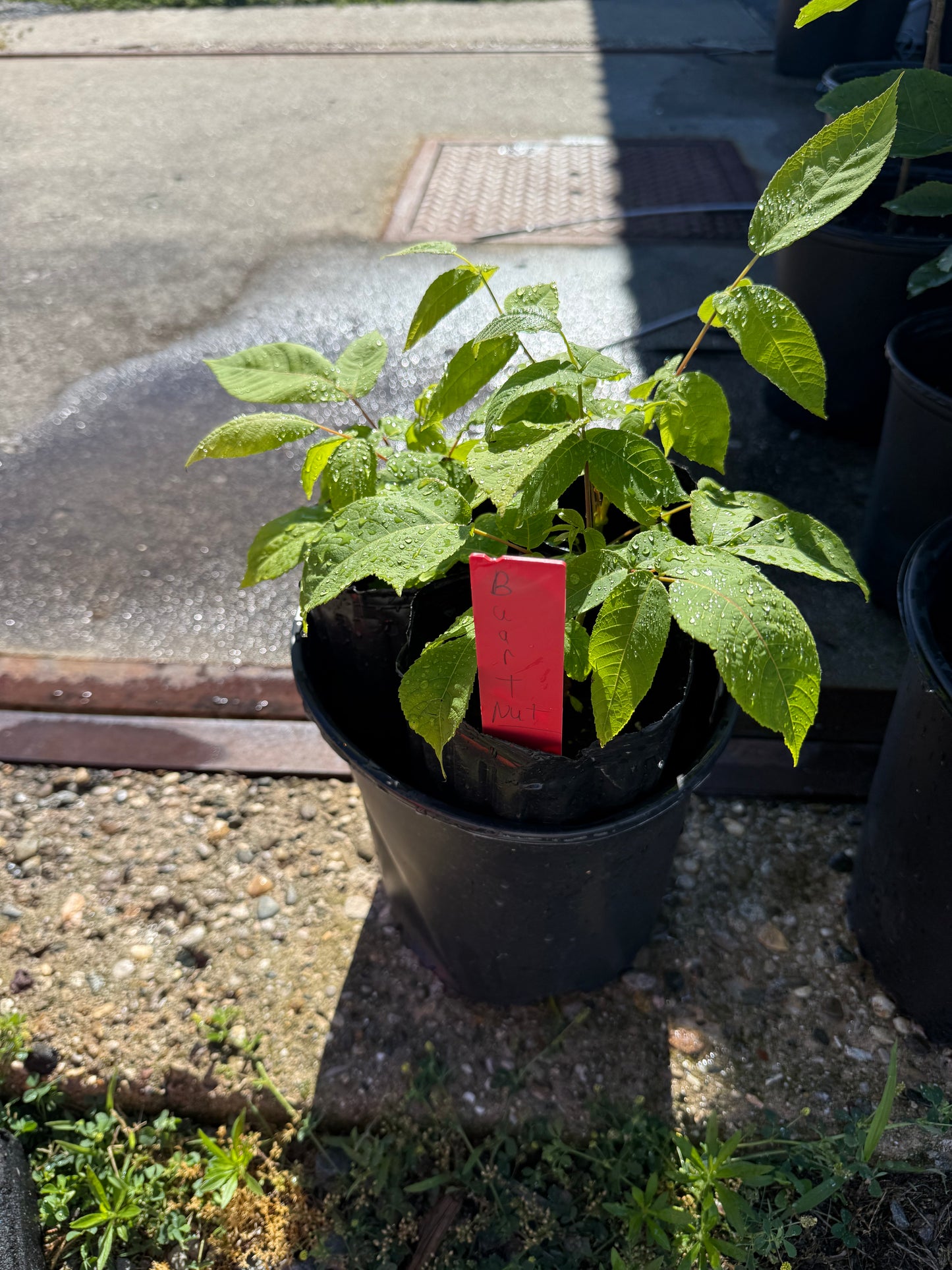 Buart Nut-cross of Heart Nut (white walnut) and American Butternut (more disease resistant than butternut) 4x12” potted