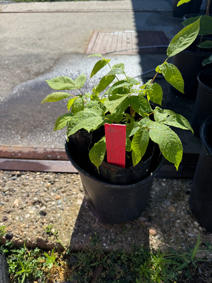 Buart Nut-cross of Heart Nut (white walnut) and American Butternut (more disease resistant than butternut) 4x12” potted