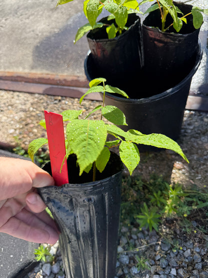 Buart Nut-cross of Heart Nut (white walnut) and American Butternut (more disease resistant than butternut) 4x12” potted