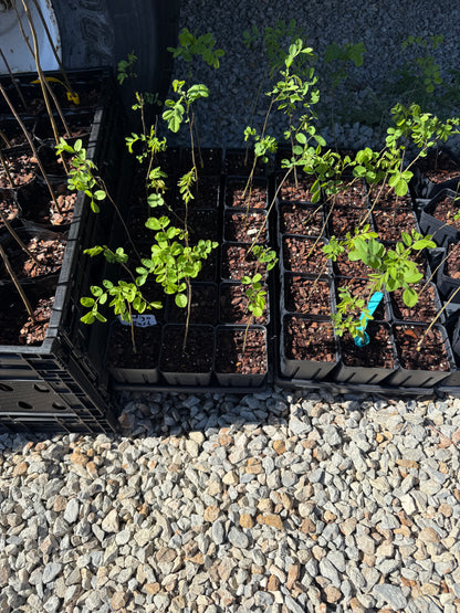 Indigo Bush / False Indigo (Amorpha fruticosa-Great for Bees & Butterflies 3.5x5” pots. Use Tea, Cosmetics, dye