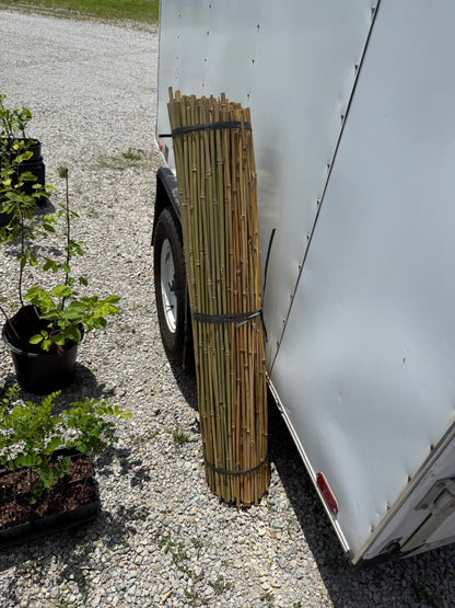 Bamboo Stakes