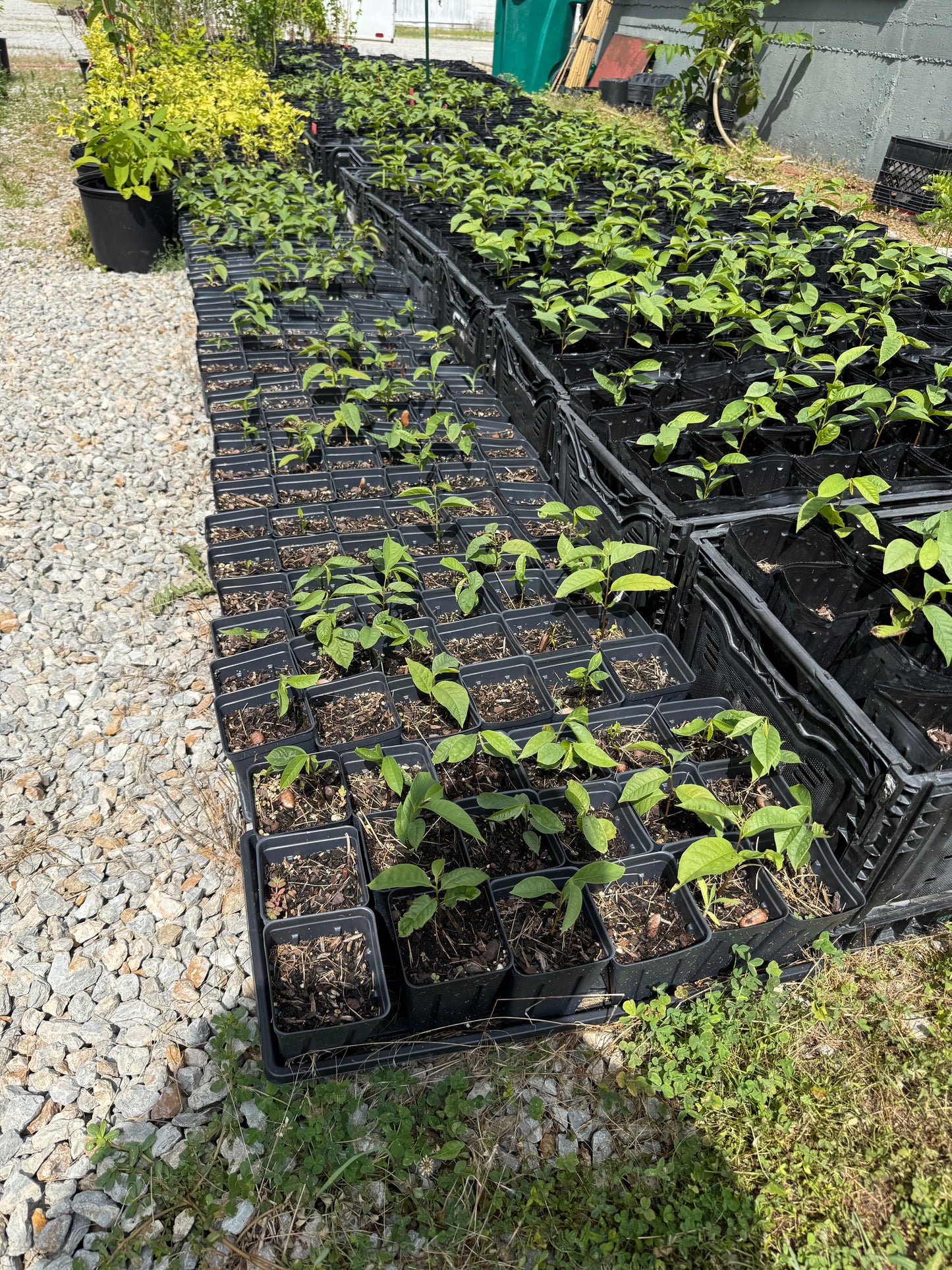 Paw Paw Tree, from great quality grafted orchard seed- 4x5 pots