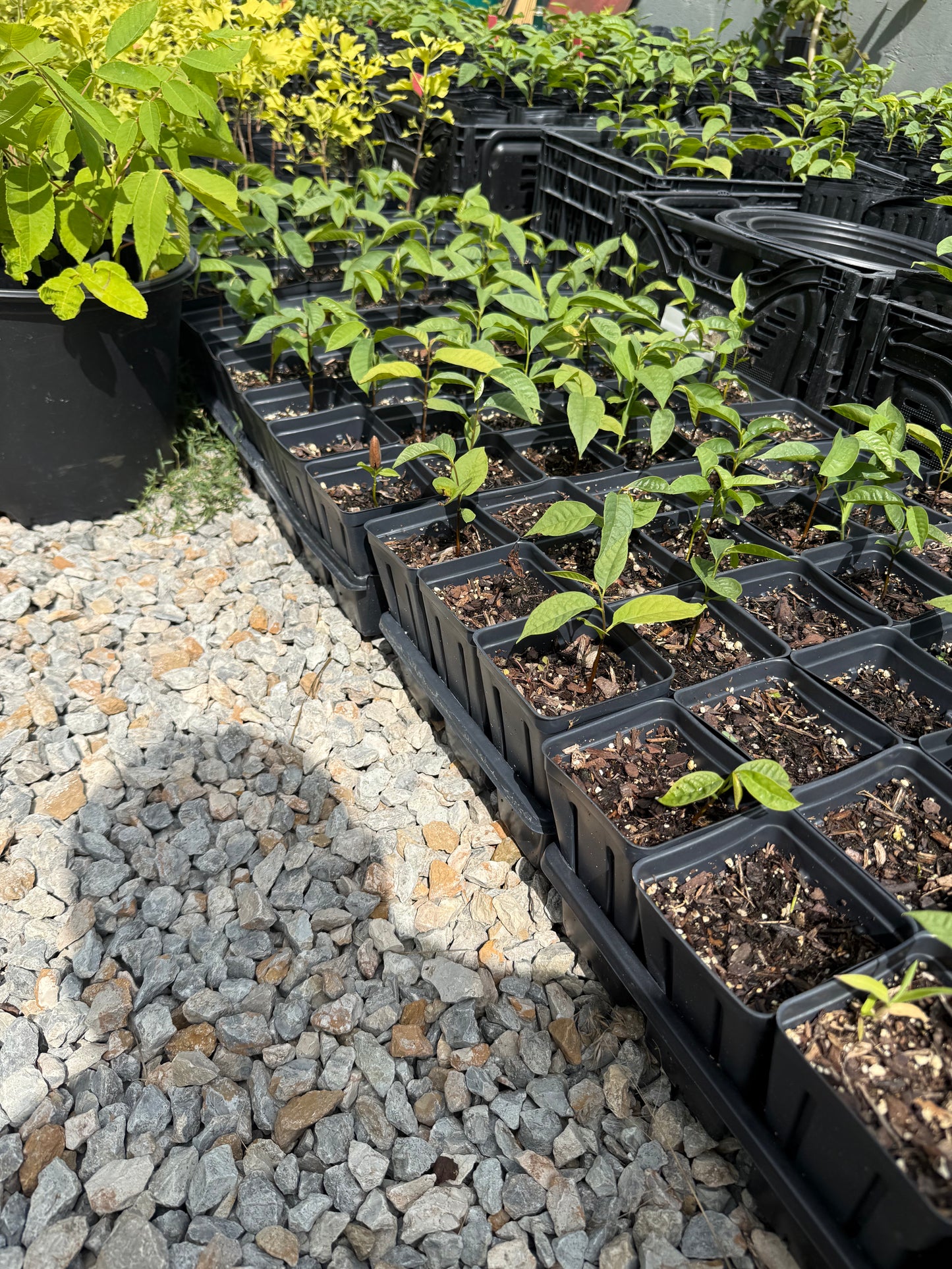 Paw Paw Tree, from great quality grafted orchard seed- 4x5 pots