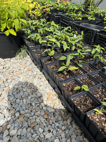 Paw Paw Tree, from great quality grafted orchard seed- 4x5 pots