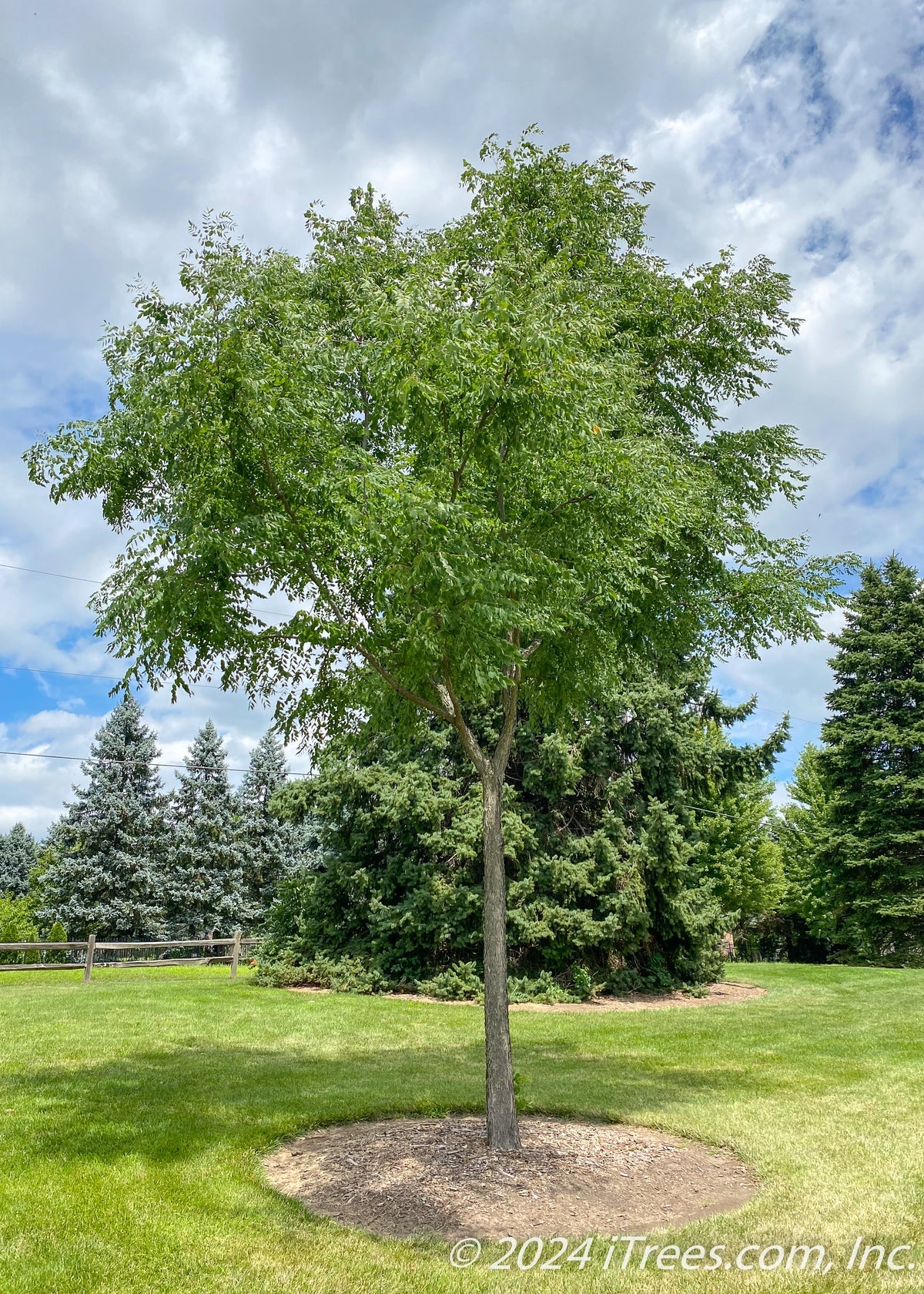 1 Kentucky Coffee Tree 4x12” Tree-pot