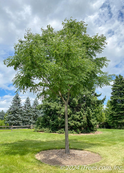 1 Kentucky Coffee Tree 4x12” Tree-pot
