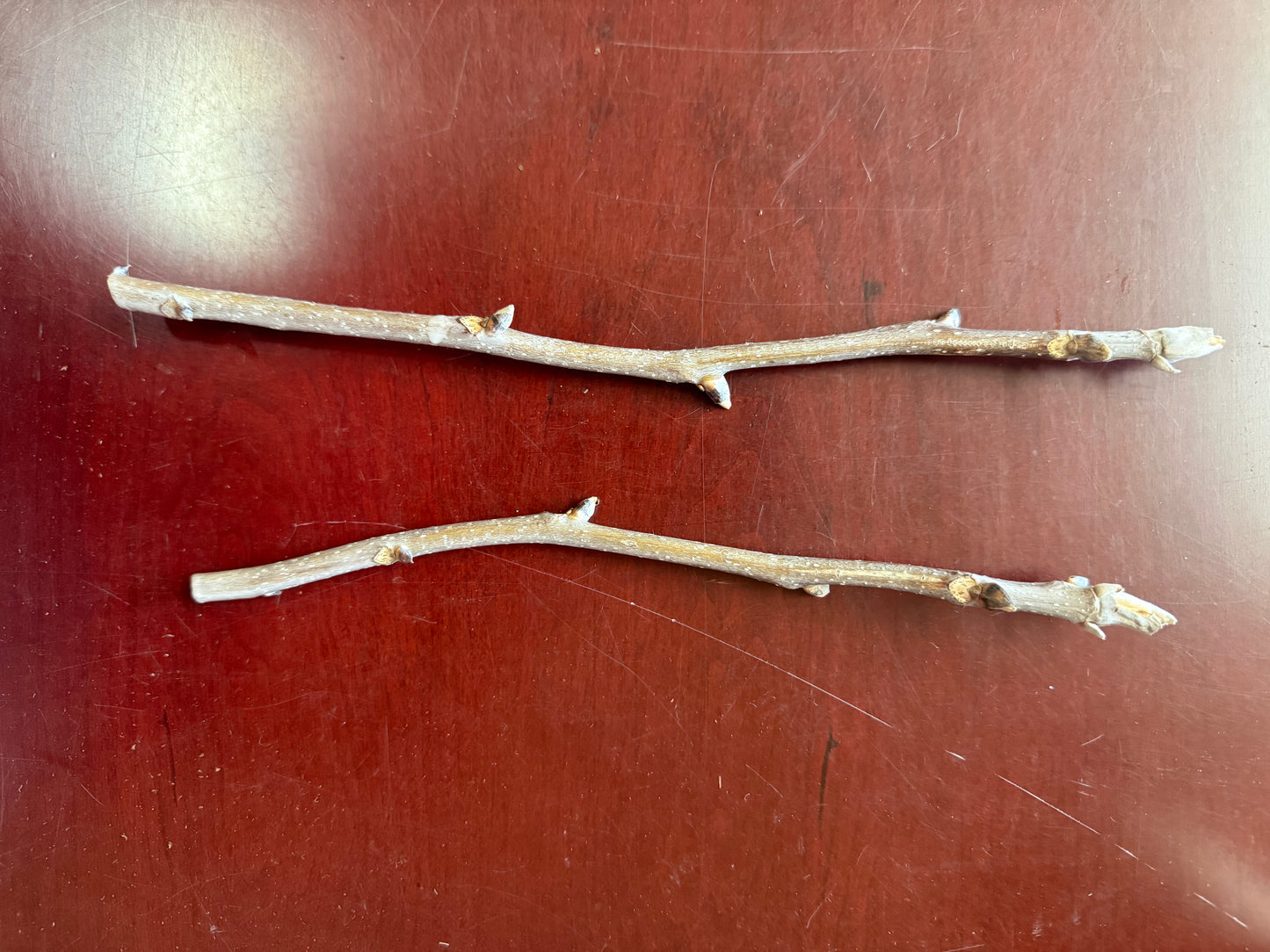 Hican-Grafting Scion-1 Stick