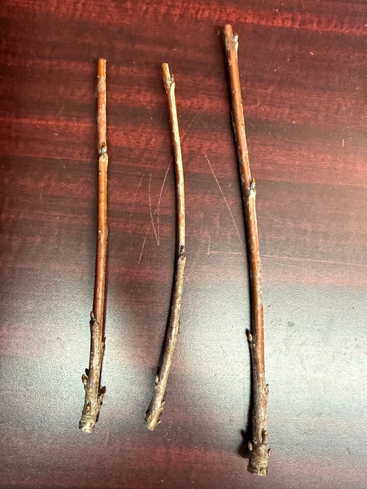 Sweet Cherry-Stone Fruit-Grafting Scion-1 Stick