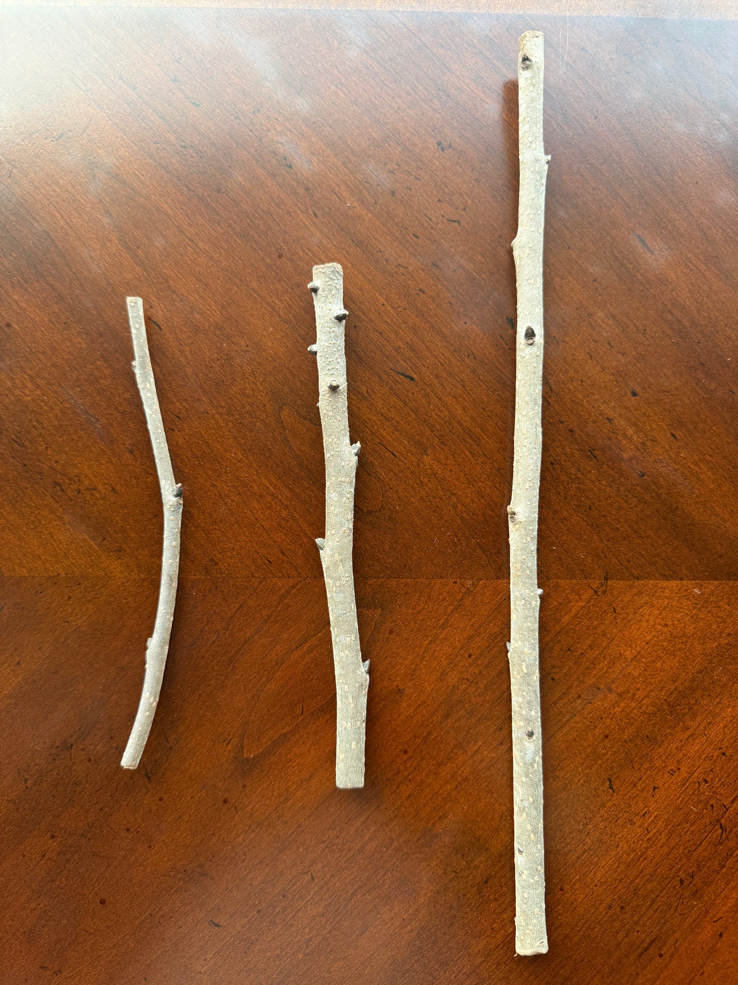 Persimmons-Grafting Scion-1 Stick