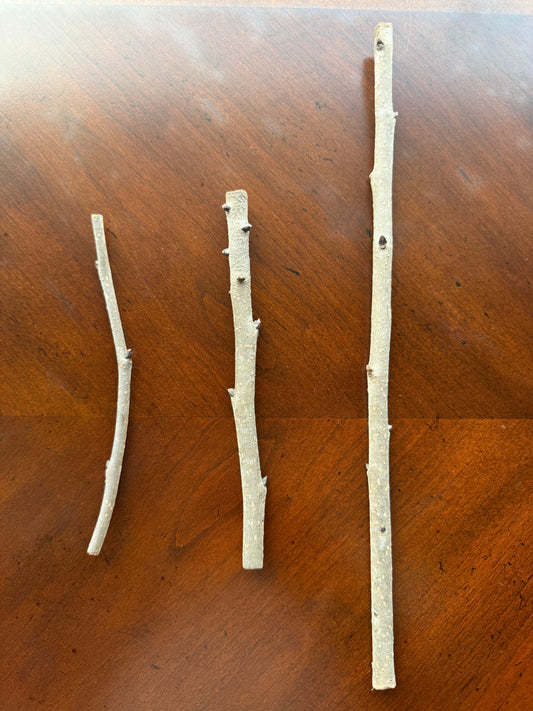 Persimmons-Grafting Scion-1 Stick