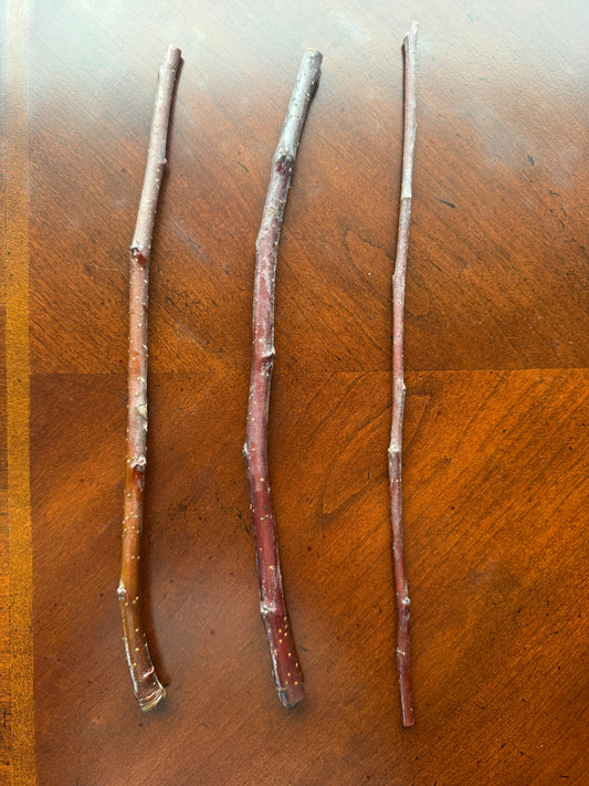 Apple-Grafting Scion-1 Stick