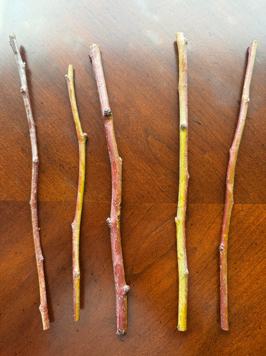 Pear-Grafting Scion-1 Stick