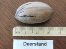 Pecan Tree Seedling- from a "Deer Stand", Ultra-Northern Variety