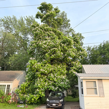 (1) 18" Catalpa (Northern)- Great for Bees & Gorgeous Huge Heart Shaped Leaves (Bareroot)