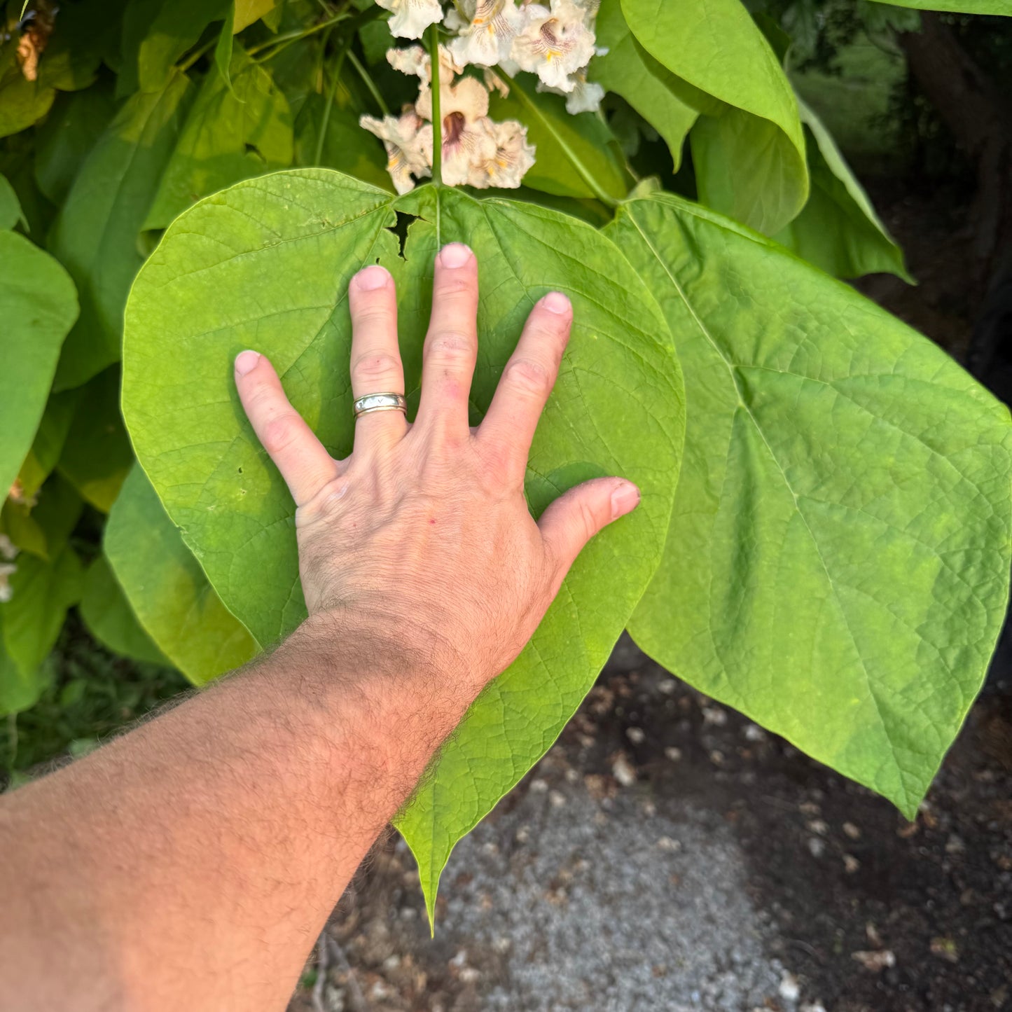 Choice Bareroot Trees-for Fruit, Nuts, Butterflies, Birds & Bees