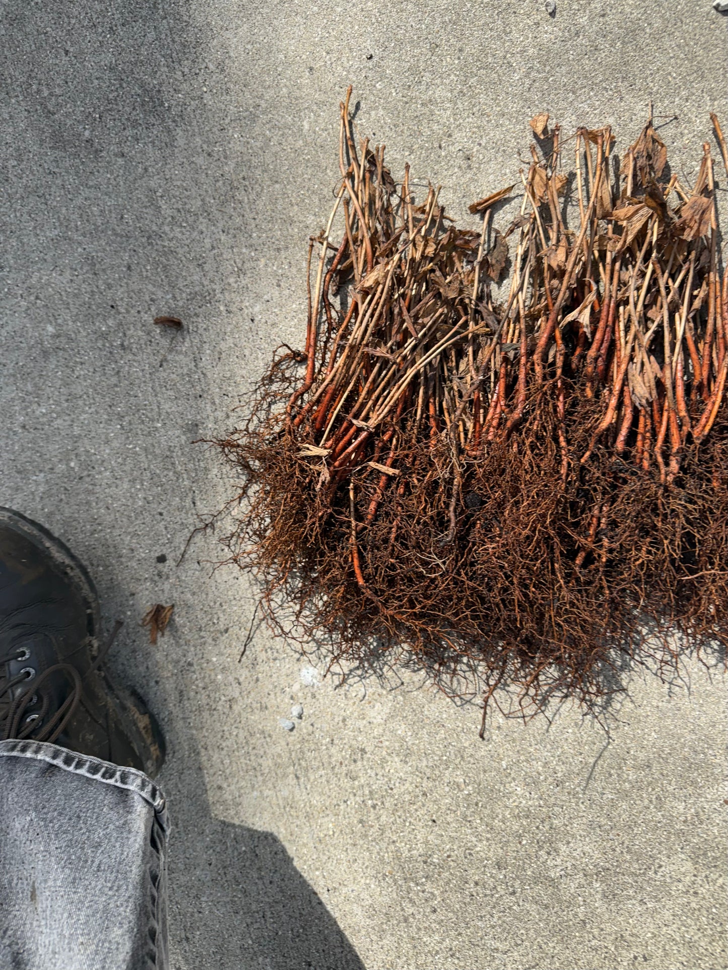 2 GINKGO BILOBA Trees (Bareroot)- an Herb for the Mind “Fishtail Shaped”Maidenhair Leaves