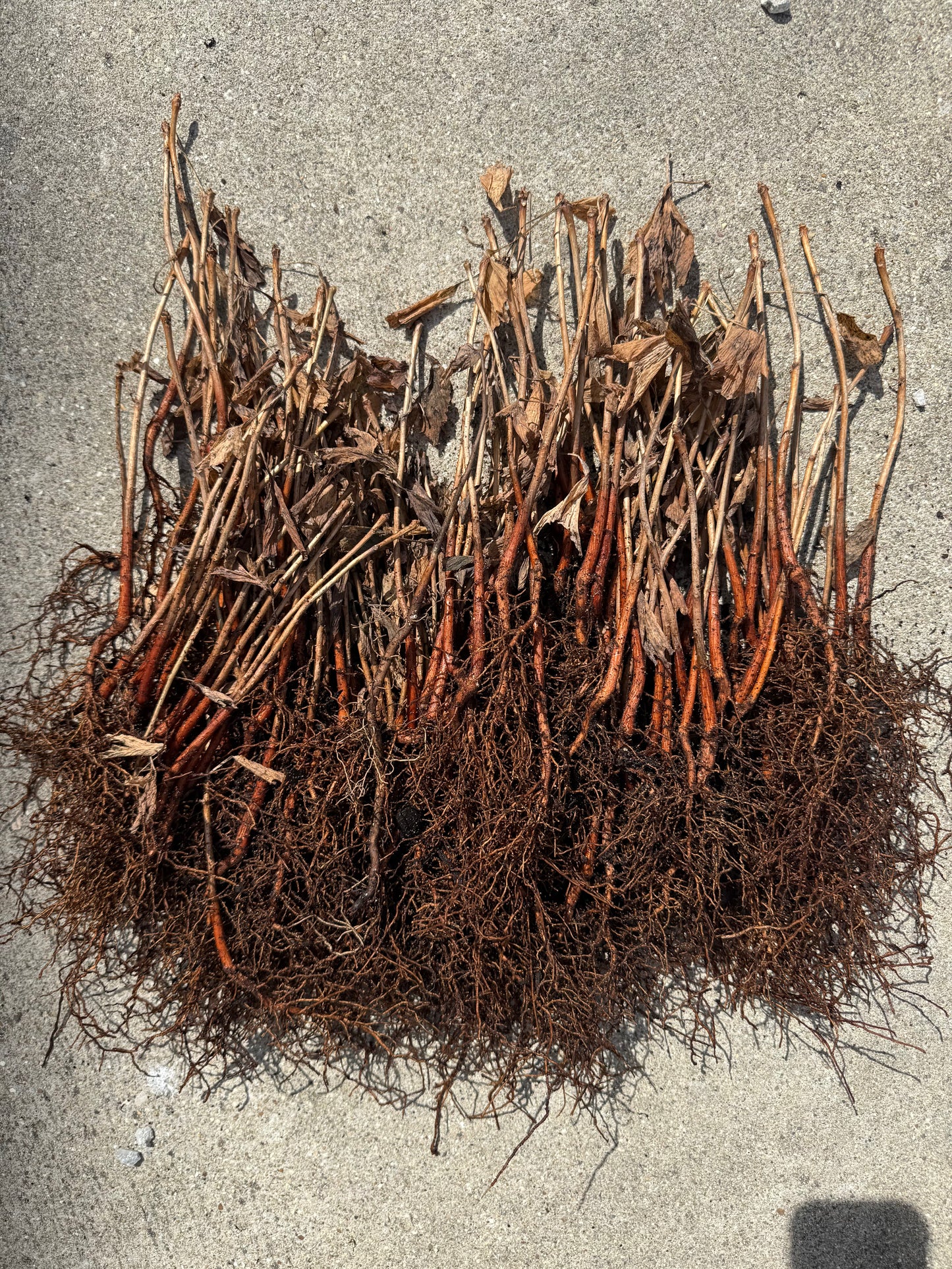 2 GINKGO BILOBA Trees (Bareroot)- an Herb for the Mind “Fishtail Shaped”Maidenhair Leaves