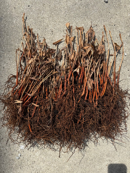 2 GINKGO BILOBA Trees (Bareroot)- an Herb for the Mind “Fishtail Shaped”Maidenhair Leaves