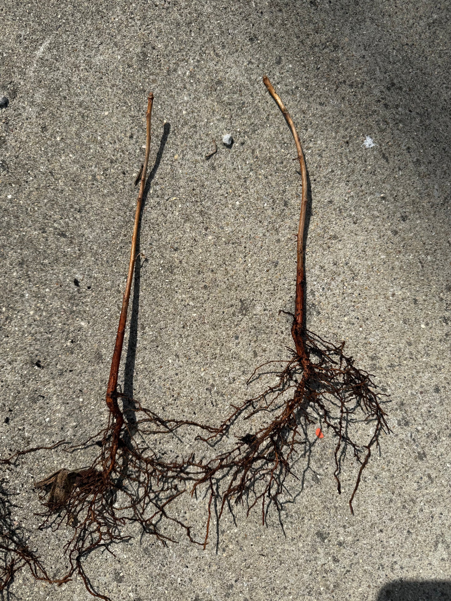 2 GINKGO BILOBA Trees (Bareroot)- an Herb for the Mind “Fishtail Shaped”Maidenhair Leaves