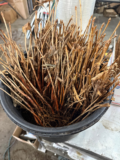 2 GINKGO BILOBA Trees (Bareroot)- an Herb for the Mind “Fishtail Shaped”Maidenhair Leaves