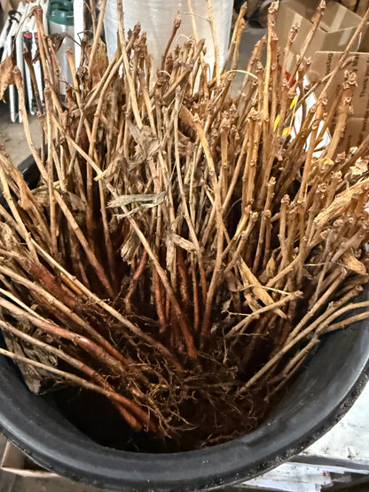 2 GINKGO BILOBA Trees (Bareroot)- an Herb for the Mind “Fishtail Shaped”Maidenhair Leaves