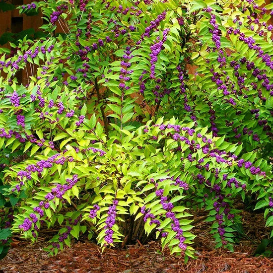 (1) American Beauty Berry- Jellies, Wines, Birds & Bees (Bareroot)