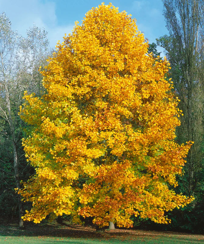 (1) 24" Yellow Tulip Poplar/Magnolia-Butterflies, Birds & Bees (Bareroot)