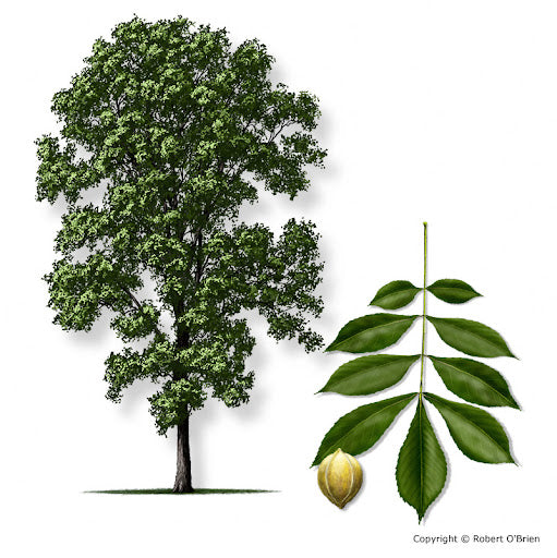Choice Bareroot Trees-for Fruit, Nuts, Butterflies, Birds & Bees