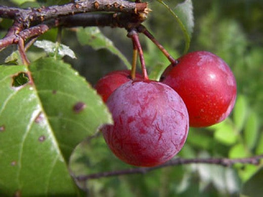 Choice Bareroot Trees-for Fruit, Nuts, Butterflies, Birds & Bees