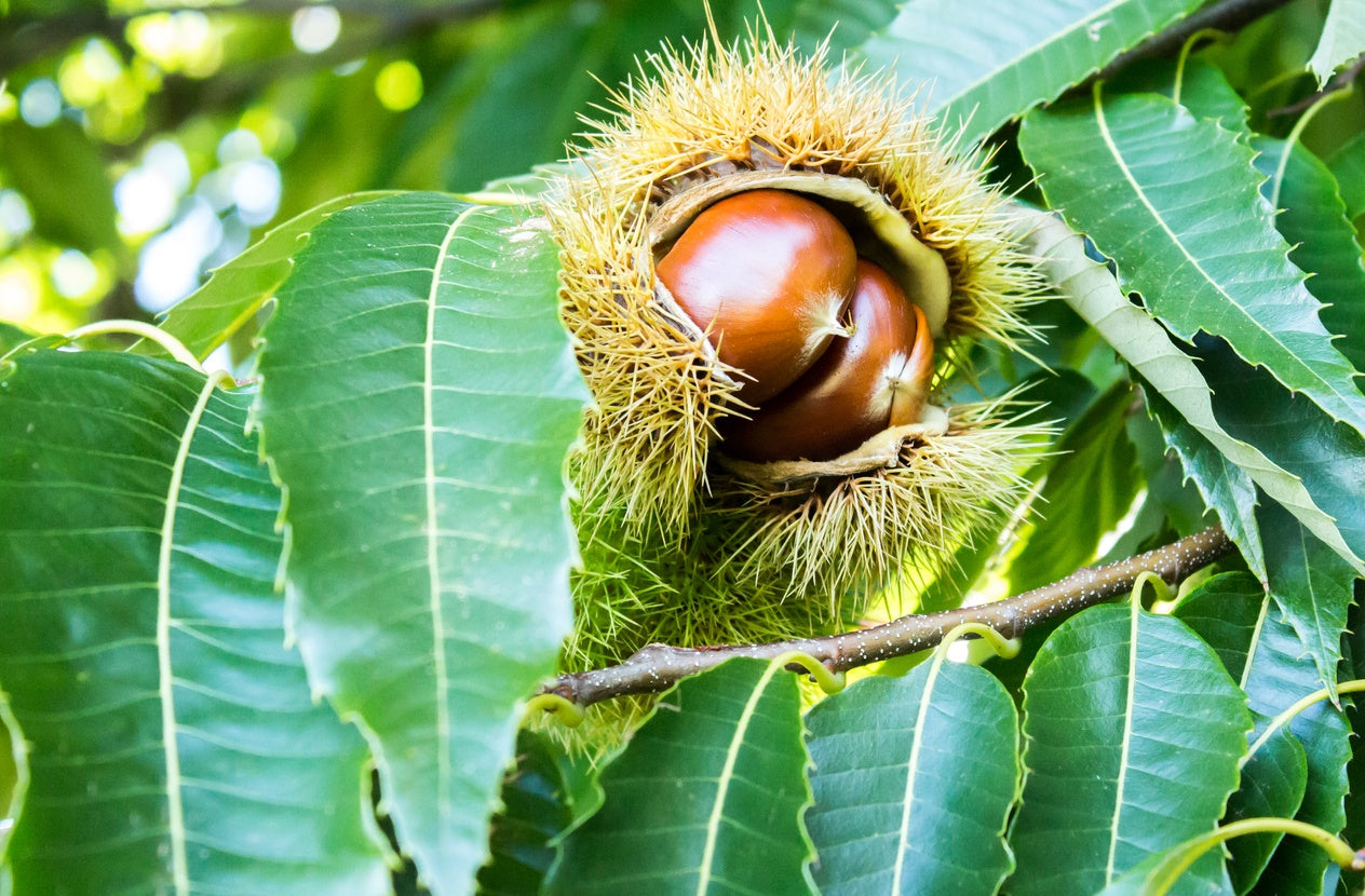 Choice Bareroot Trees-for Fruit, Nuts, Butterflies, Birds & Bees