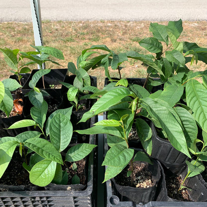 2 Paw Paw Trees (bareroot) from Great Quality Grafted Cultivar Seeds- Extensive roots & Only Organic Pesticides Used! Still time to plant!