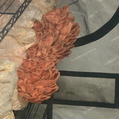 10lb Pink Oyster Mushroom Pasturized then Innoculated Growing Medium in a Substrate Bag, ready to grow your own mushrooms…so easily