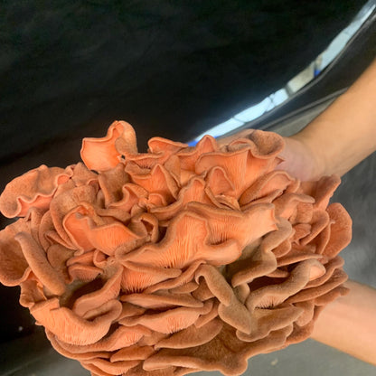 10lb Pink Oyster Mushroom Pasturized then Innoculated Growing Medium in a Substrate Bag, ready to grow your own mushrooms…so easily