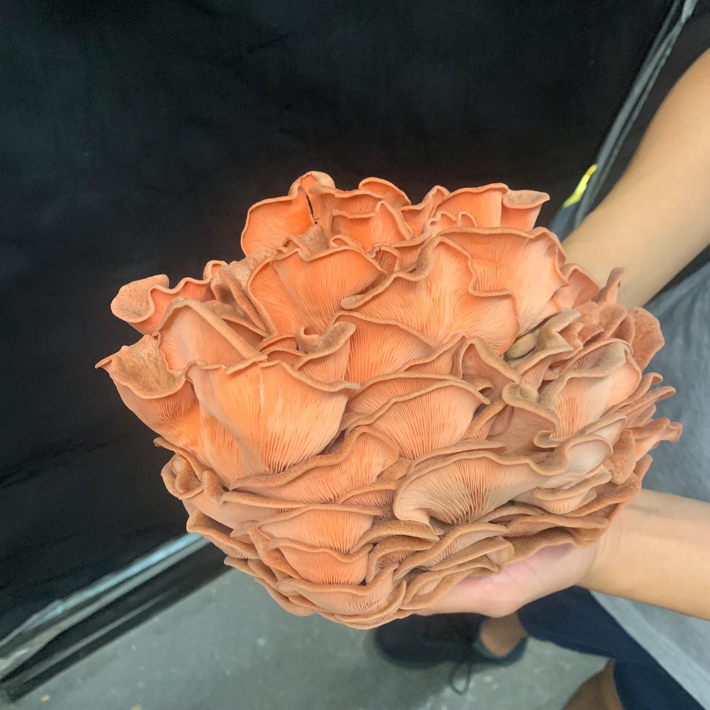 10lb Pink Oyster Mushroom Pasturized then Innoculated Growing Medium in a Substrate Bag, ready to grow your own mushrooms…so easily