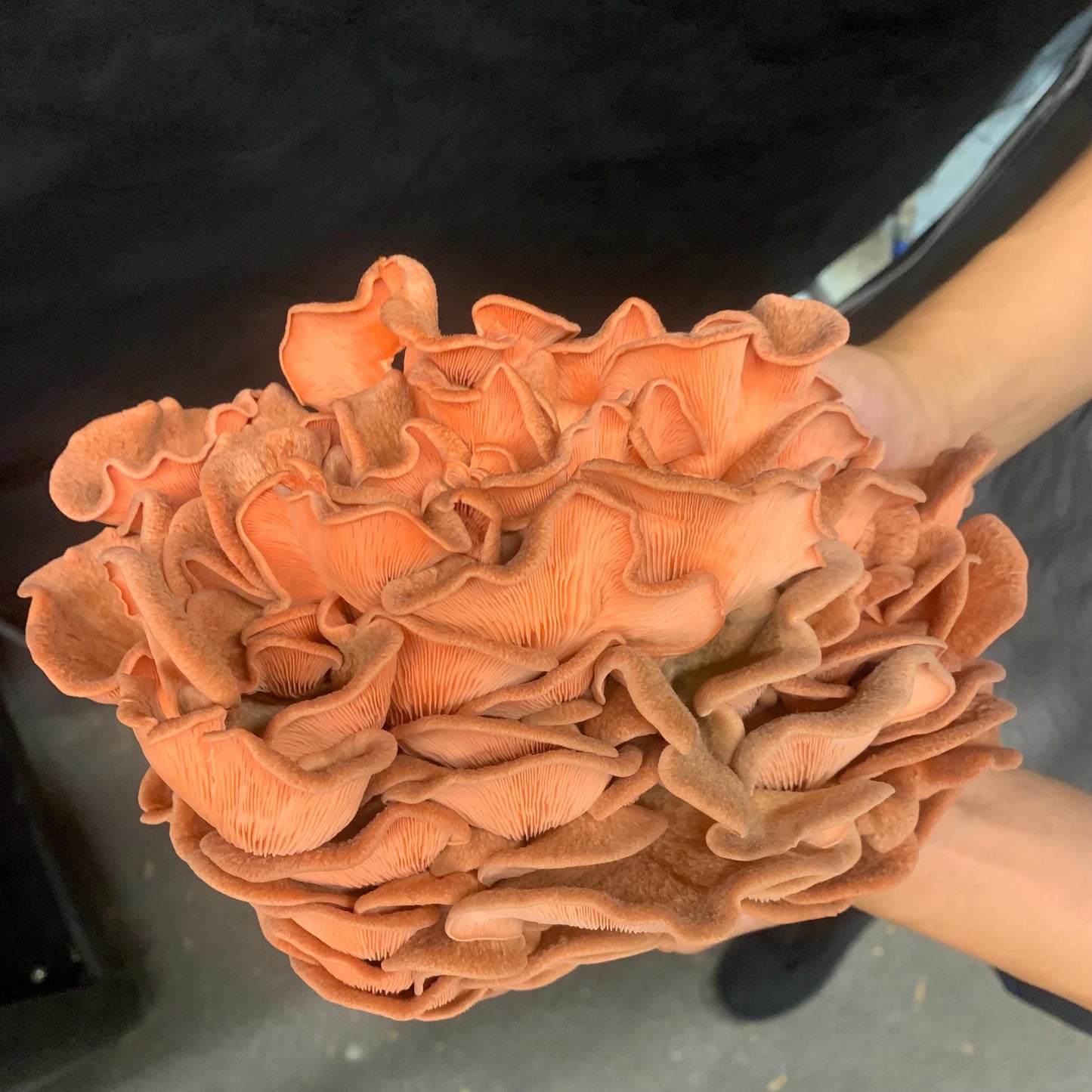 10lb Pink Oyster Mushroom Pasturized then Innoculated Growing Medium in a Substrate Bag, ready to grow your own mushrooms…so easily