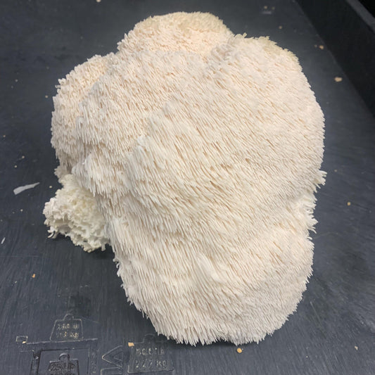 10lb Lions Mane Mushroom Pasturized then Innoculated Growing Medium in a Substrate Bag, ready to grow your own mushrooms…so easily