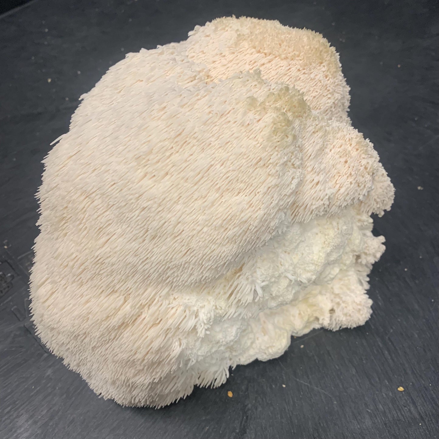 10lb Lions Mane Mushroom Pasturized then Innoculated Growing Medium in a Substrate Bag, ready to grow your own mushrooms…so easily