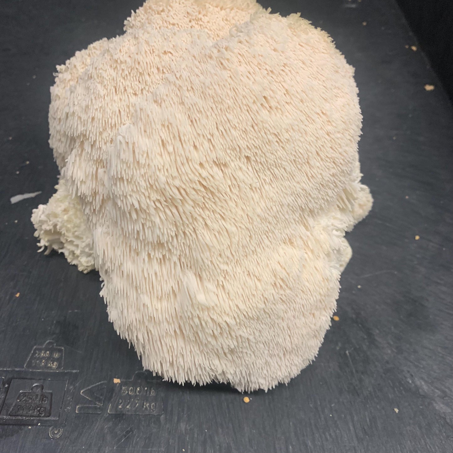 10lb Lions Mane Mushroom Pasturized then Innoculated Growing Medium in a Substrate Bag, ready to grow your own mushrooms…so easily