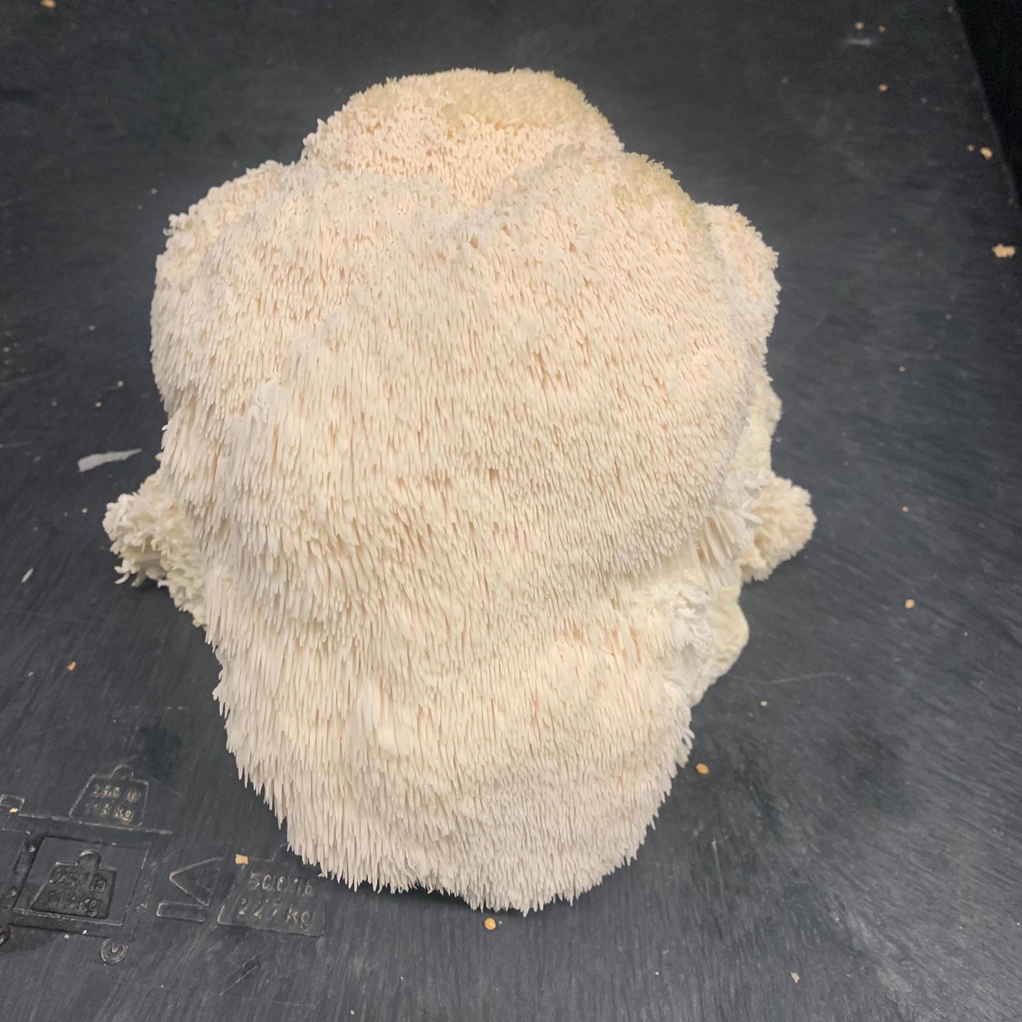 10lb Lions Mane Mushroom Pasturized then Innoculated Growing Medium in a Substrate Bag, ready to grow your own mushrooms…so easily