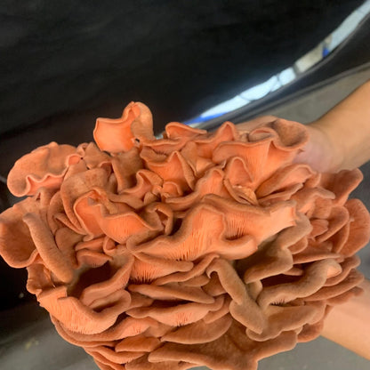 10lb Pink Oyster Mushroom Pasturized then Innoculated Growing Medium in a Substrate Bag, ready to grow your own mushrooms…so easily