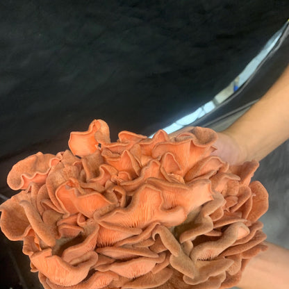 10lb Pink Oyster Mushroom Pasturized then Innoculated Growing Medium in a Substrate Bag, ready to grow your own mushrooms…so easily