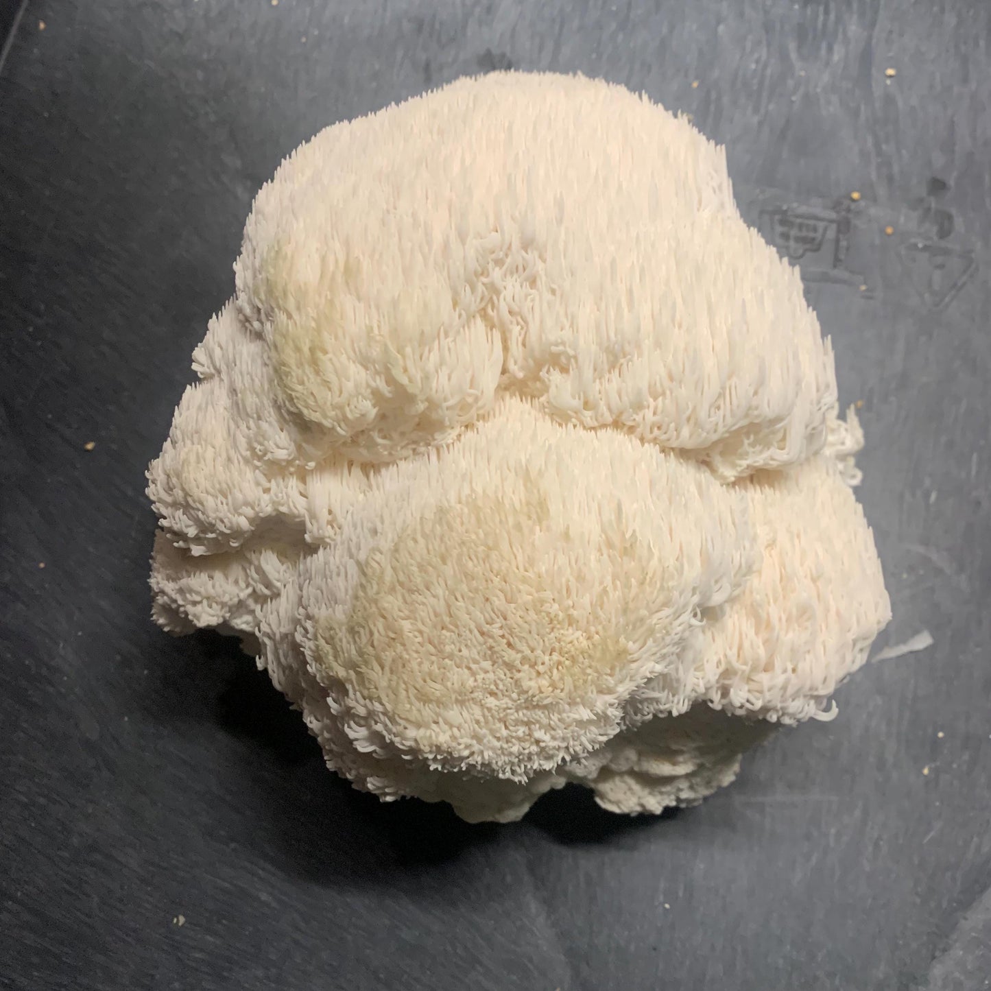 10lb Lions Mane Mushroom Pasturized then Innoculated Growing Medium in a Substrate Bag, ready to grow your own mushrooms…so easily