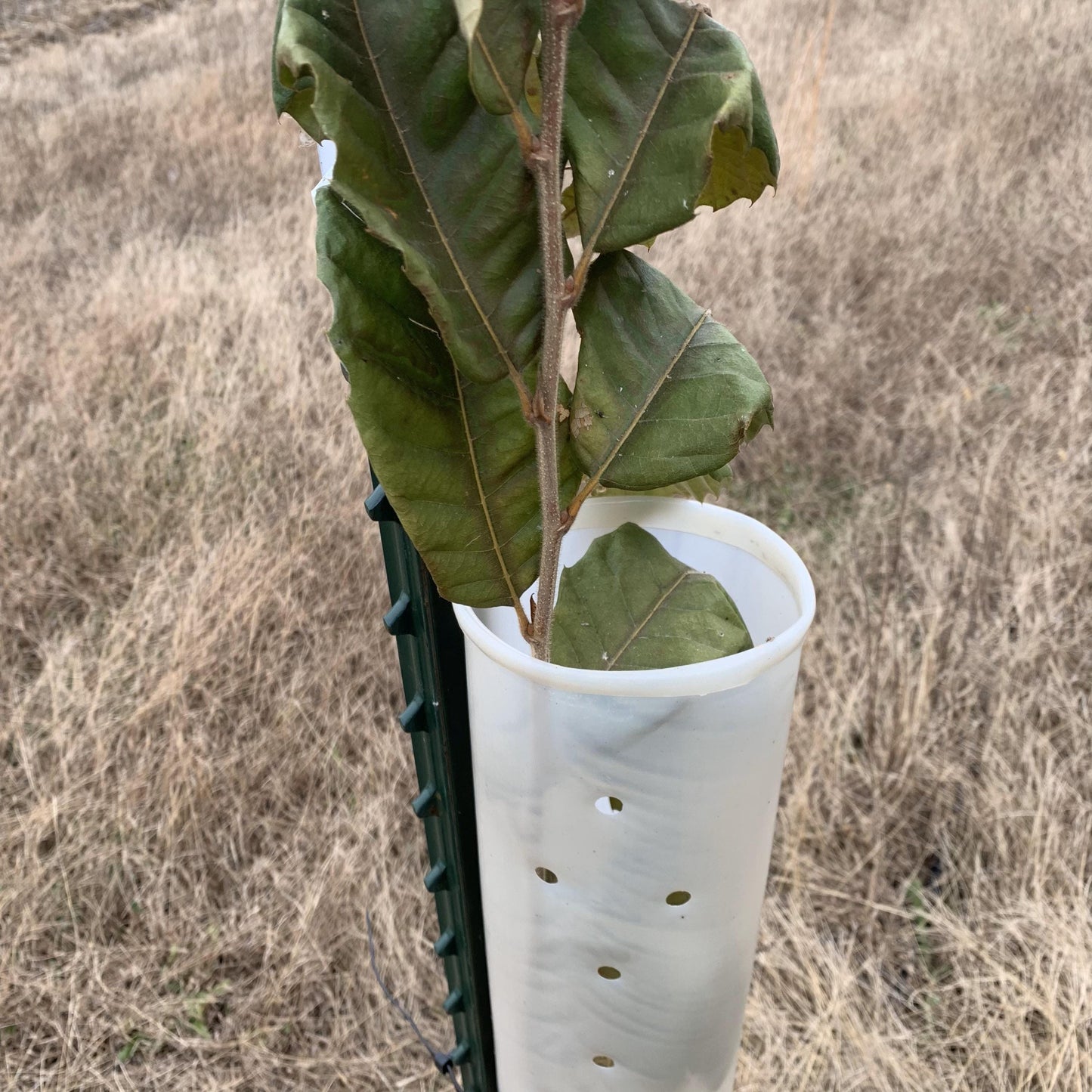 5-60" Miracle Greenhouse Tree Tubes & Treated Pine Stakes- Grow 2x-3x faster and protect from Deer, Rabbits and other Wildlife! FREE SHIPPING