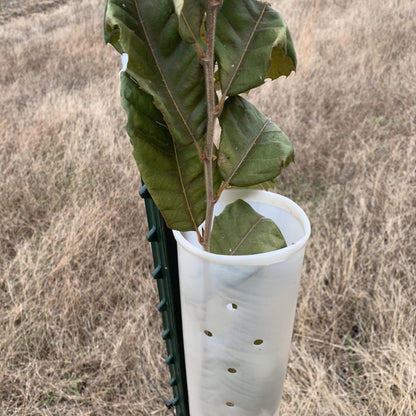 5-60" Miracle Greenhouse Tree Tubes & Treated Pine Stakes- Grow 2x-3x faster and protect from Deer, Rabbits and other Wildlife! FREE SHIPPING