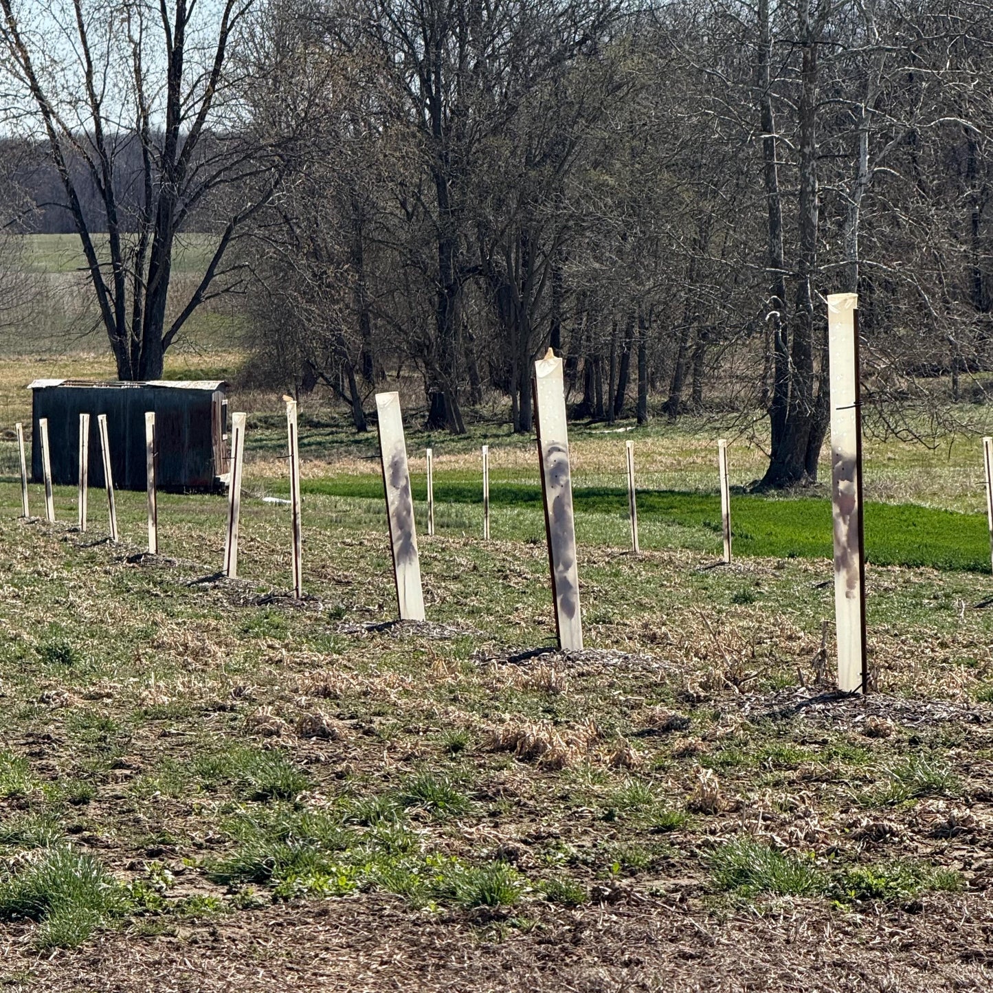 5-60" Miracle Greenhouse Tree Tubes & Treated Pine Stakes- Grow 2x-3x faster and protect from Deer, Rabbits and other Wildlife! FREE SHIPPING