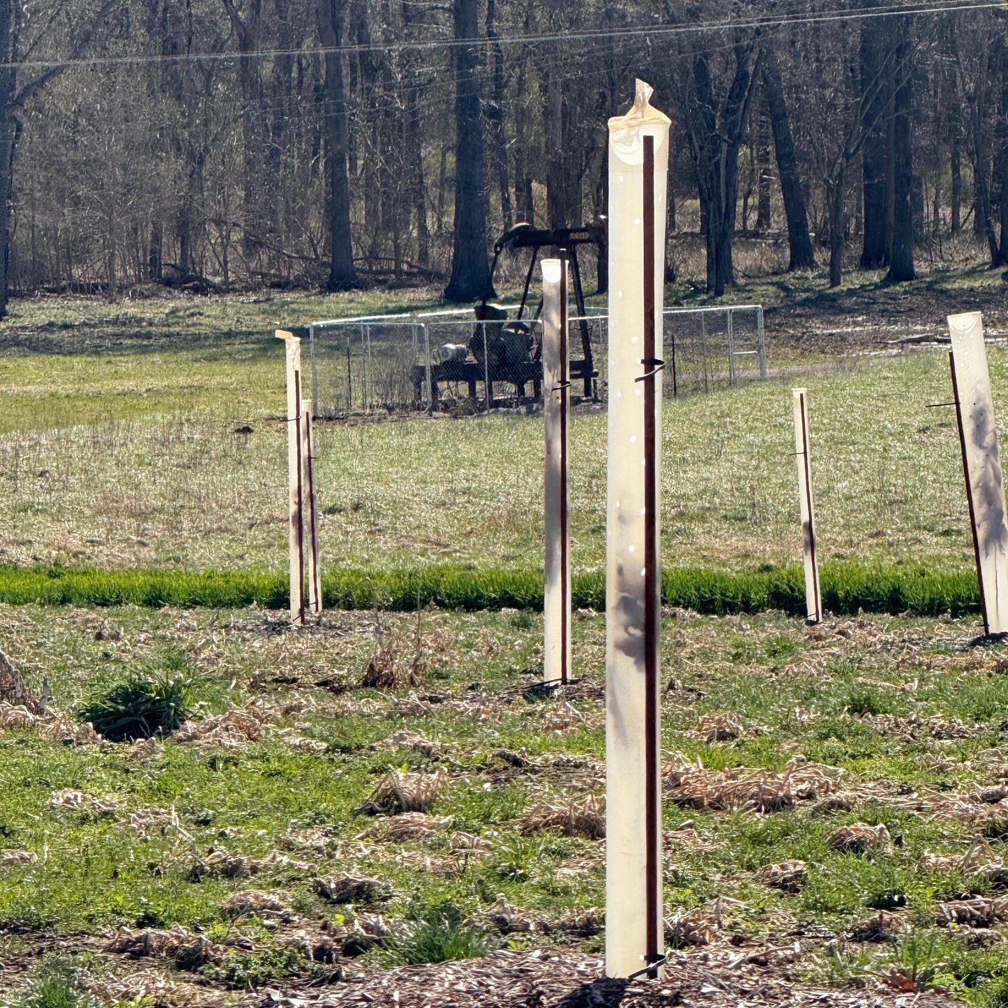 5-60" Miracle Greenhouse Tree Tubes & Treated Pine Stakes- Grow 2x-3x faster and protect from Deer, Rabbits and other Wildlife! FREE SHIPPING