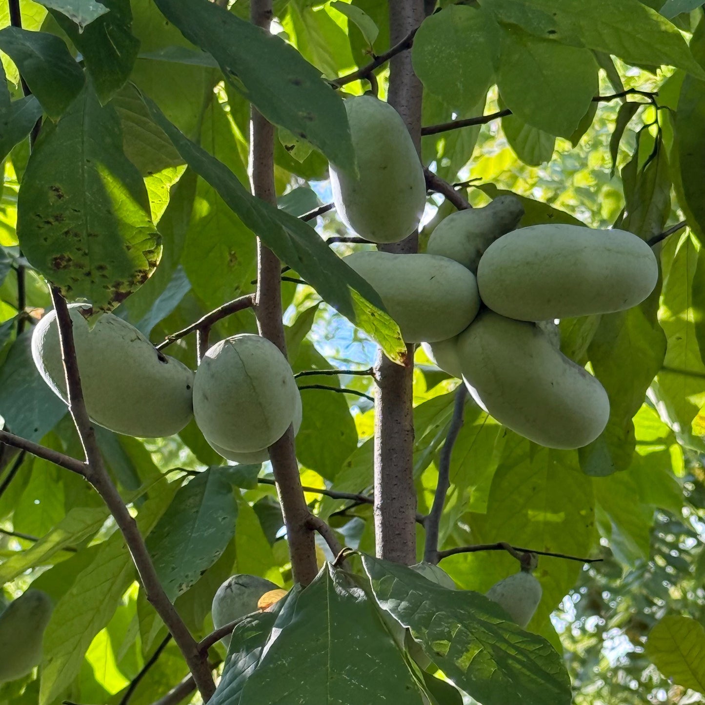 2 Paw Paw Trees (bareroot) from Great Quality Grafted Cultivar Seeds- Extensive roots & Only Organic Pesticides Used! Still time to plant!