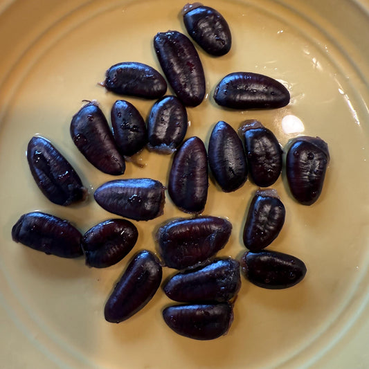 2025 Paw Paw Tree Seeds- from great quality grafted cultivars, packed in peat moss for successful continued stratification for 3-4 months!