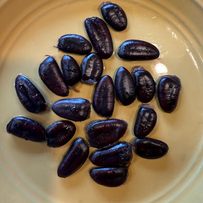 2026  Paw Paw Tree Seeds- from great quality grafted cultivars, packed in peat moss; ready to stratify