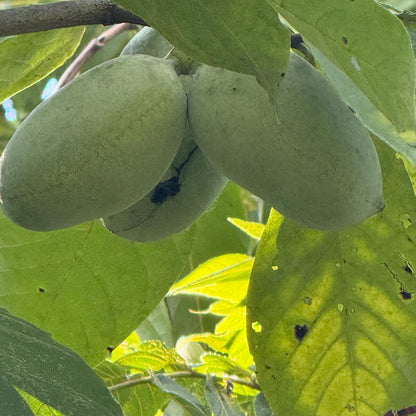 2026  Paw Paw Tree Seeds- from great quality grafted cultivars, packed in peat moss; ready to stratify